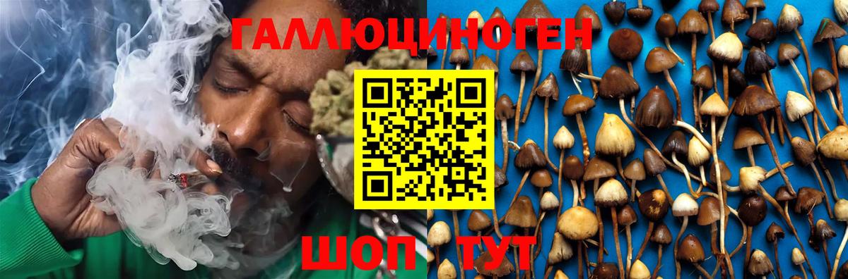 дарнет шоп  Псилоцибиновые грибы Psilocybe  Вход с VPN  Выборг 